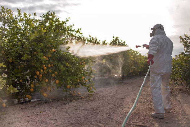 Wasp Removal Services in Fountain Inn, SC
