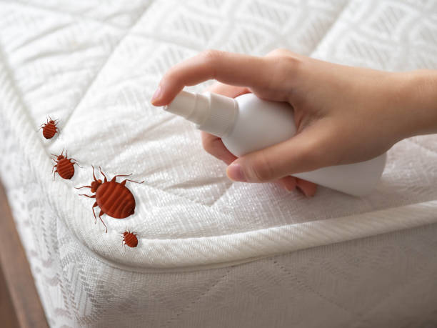 Best Wasp Removal Services  in Fountain Inn, SC